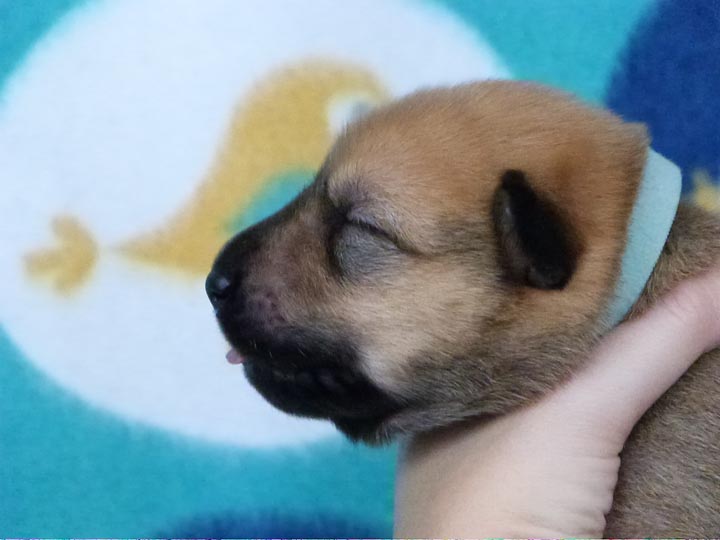 chinook puppy